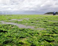 A man takes a photo on the beach of Saint-Michel-en-Greve, France, where green seaweed covers the sand in August 2009. Photo courtesy AFP.