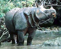 http://www.terradaily.com/images/java-rhinoceros-ujung-kulon-bg.jpg