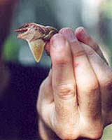 The anole lizard (pictured) create a strategy to get their message across to rivals.