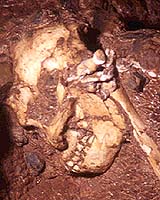 A fossilised example of the genus Australopithecus