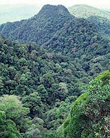 File photo of the Borneo Jungle.