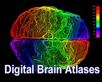 A researcher working with her own set of images - typically taken from a set of brain sections - can, working back and forth from the software, integrate them with atlas pages, once the exact brain location of the section has been recognized. To do this, the research superimposes her research images on top of the appropriate atlas page and then saves the superimposition as a copy.