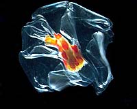 A colonial siphonophore: several swimming bells surround red and yellow feeding tenticles. Grows to 1.5 cm. From the Danish Galathea 3 expedition off Broome in Northwestern Australia, November 2006. Photo Credit: Russ Hopcroft, University of Alaska Fairbanks