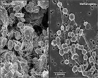 These close-up images, taken by an electron microscope, reveal tiny one-cell organisms called halophiles and methanogens. Studies show these microbes can survive at below-freezing temperatures and are within the temperature range on present-day Mars. Credit: Maryland Astrobiology Consortium, NASA and STScI