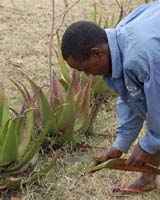 The practise of farming may go back as far as 7,800 years, much earlier than previously thought. Ancient Panamanians may have been farming species such as maize and manioc.