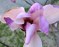 The Magnolia Flower - In the Japanese 