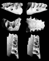 Part of the fossilised jaw