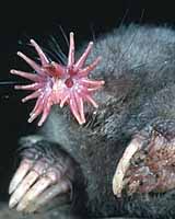 The Star-nosed Mole, which seems to be able to smell underwater - a feat previously thought impossible for mammalian species.