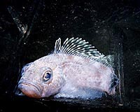 Genes Hold Secret Of Survival Of Antarctic Antifreeze Fish