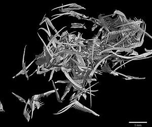 Ammonites Last Meal: New Light On Past Marine Food Chains