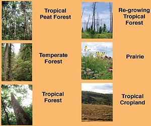 Researchers Calculate The Greenhouse Gas Value Of Ecosystems