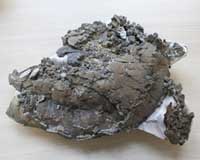 Ancient Mother Spawns New Insight On Reptile Reproduction