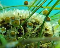 Ocean acidification weighing heavily upon marine algae