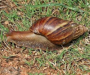 Giant snails monitor air pollution in Russia