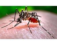 Driving mosquito evolution to fight malaria