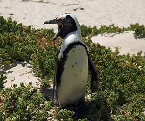 Uncovering Africa's oldest known penguins