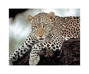 Internet facilitating illegal wildlife trade: activist