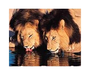 US lawmakers seek to ban captive big cats