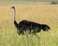 New Research Challenges Long-Held Assumptions Of Flightless Bird Evolution