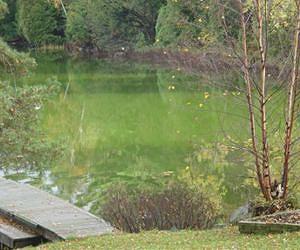 U OF A expert pinpoints nutrient behind fresh water algae blooms