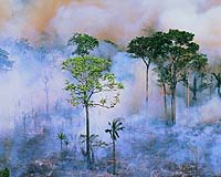 World's Largest Rainforest Drying Experiment Completes First Phase