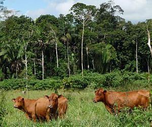 Heat-stressed cows spend more time standing
