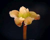 Decoding the chemical vocabulary of plants