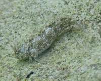 Leap onto land saves fish from being eaten