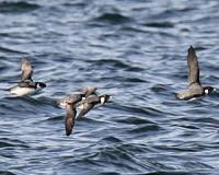Global trends show seabird populations dropped 70 percent since 1950s