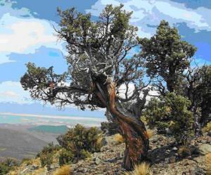 El Nino unusually active in the late 20th century