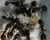 Ants have been fighting and cooperating for 100 million years