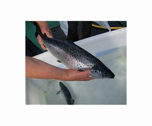 Salmon stocks in England hit record low