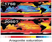 Coral Reefs Unlikely To Survive In Acid Oceans