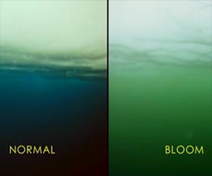 NASA Discovers Unprecedented Blooms of Ocean Plant Life