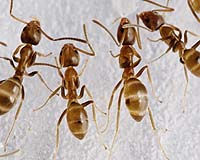 Ant Invaders Eat The Natives, Then Move Down The Food Chain