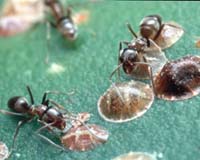Water Found To Be Main Culprit In Argentine Ant Invasions