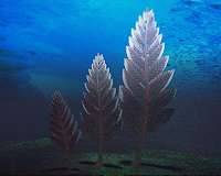 Half billion-year-old 'social network' observed in early animals