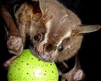 Stanford researchers rethink 'natural' habitat for wildlife