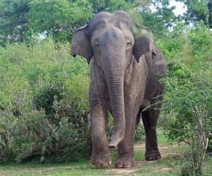 Nepal campaigners plead for killer elephant's life