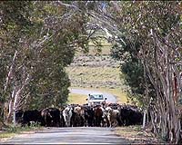 Australian Cattle Scour Roadsides For Food As Drought Worsens