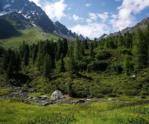 Alpine Ecosystems Face Major Biodiversity Shifts Due to Climate Change