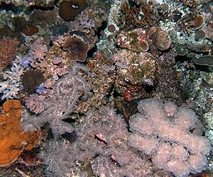 Nationwide Sea-Floor Ecology Study Starts Off WA
