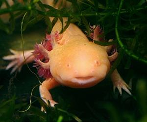 Mexican Salamander Helps Uncover Mysteries Of Stem Cells And Evolution