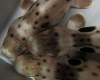 Shark babies remain strong in future acidic oceans