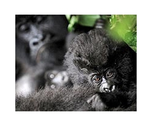 Baby gorilla death prompts bi-national poaching patrols