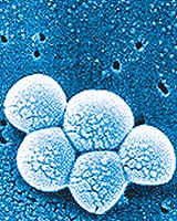 Bacteria Could Save Patients From Infection Infection By Deadlier Ones