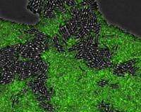 Bacterial superweapon falters with too many targets