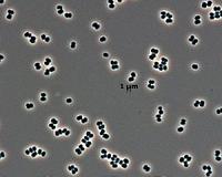 Four billion-year-old chemistry in cells today