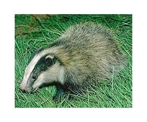 Britain postpones controversial badger cull