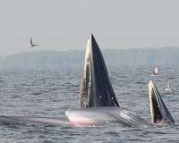 For these baleen whales, hunting requires little more than treading water